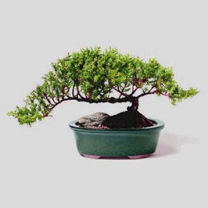 binary-tree binary-tree